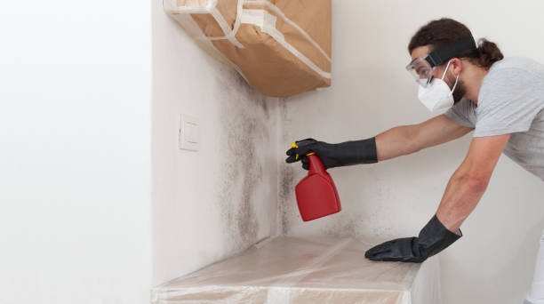 Professional Mold Removal technician working in Highland, NY
